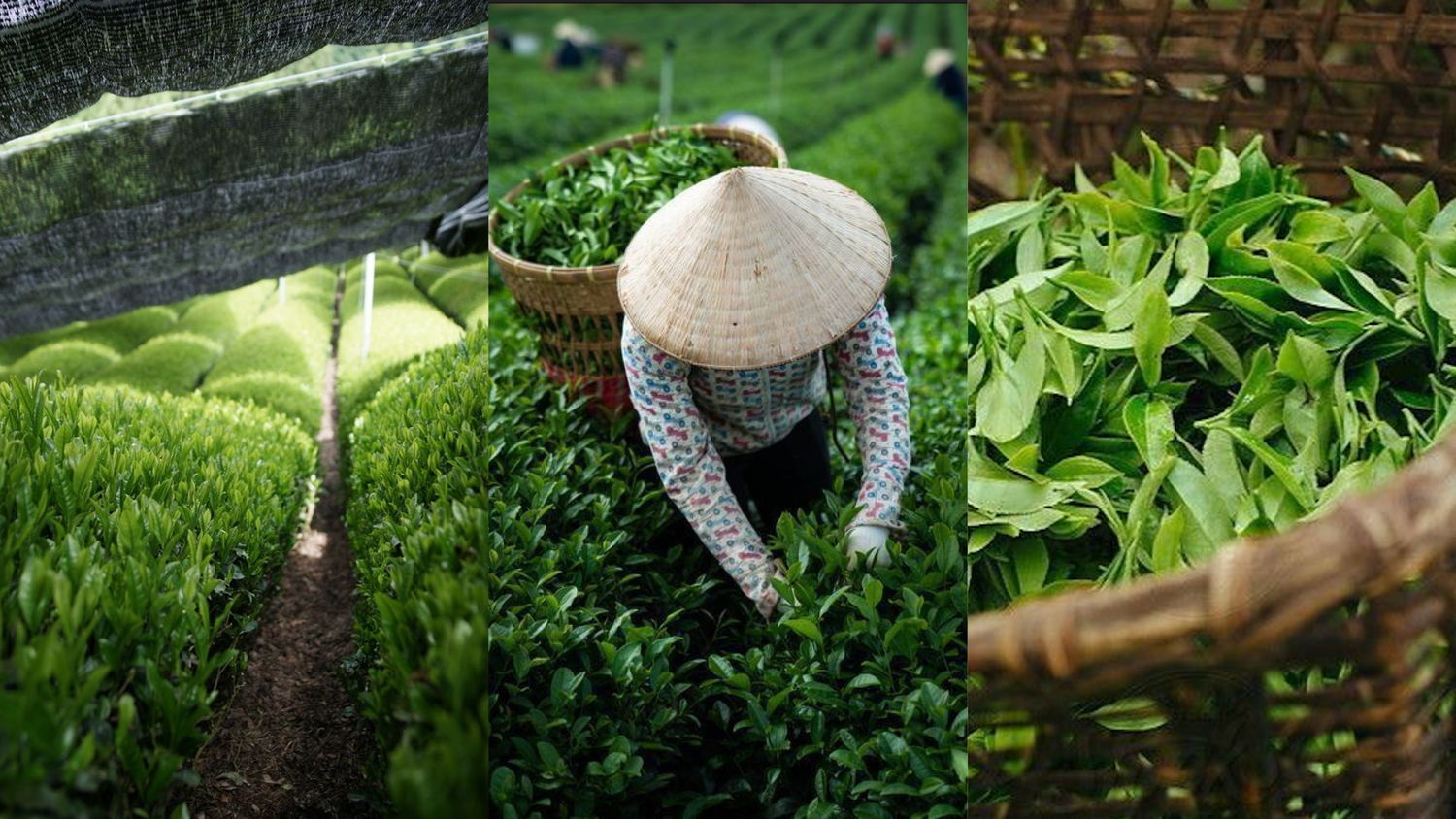 Qu’est-ce que le matcha ? Le thé vert pas comme les autres